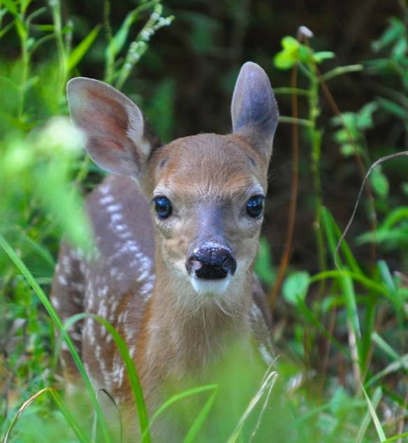 FAWN DELIGHT